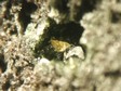 Titanite